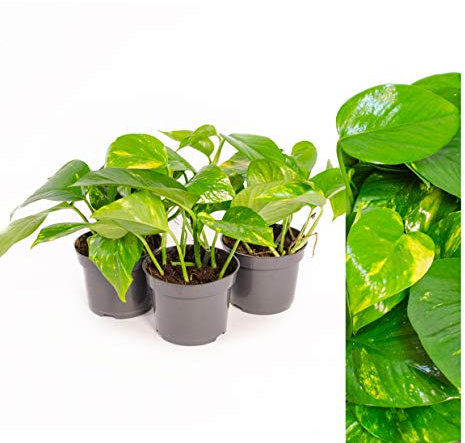 Scindapsus Epipremnum Efeutute in verschiedenen Grössen und Formen - am Moosstab, hängend als Ampel oder im Topf - Pflegeleichte immergrüne Zimmerpflanzen (3 töpfe)