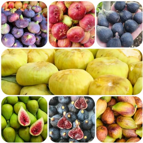 Comprar semillas de higuera - higuera Comprar, semillas variedades antiguas higos enanos, cultivo frescas, decoración jardín 200pcs