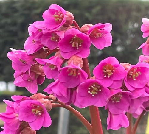 Fresh Bergenia Flower Seeds 100pcs Pink 100pcs for Planting and Growing