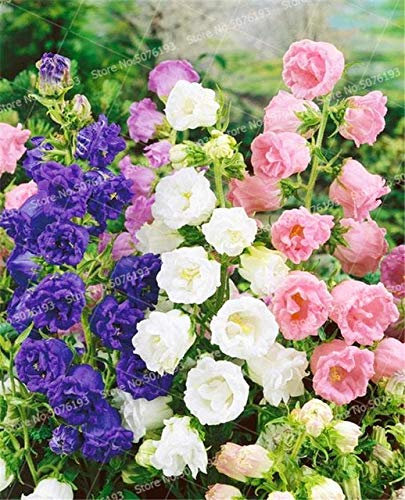 GETSO 100PCS à Fleurs Doubles Bellflower Bonsai Jardin des Plantes Fleurs (Campanula Percisifolia) Jardin Famille Plantes décoratives en Pot: Mix