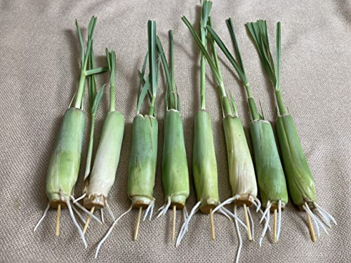 8 Rooted Lemongrass Stalks 5-6 inches Long Ready to Plant | Fast Growing Lemon Grass Live Plant