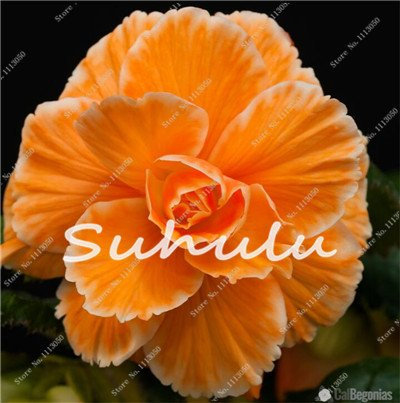 100 Pz Begonia Semi Hybrida Voss lanterne fiori di begonia Malus Spectabilis cinesi decorativi Garden Fiori 13