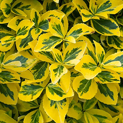 Euonymus fortunei 'Emerald 'n Gold' Arbusto perenne de husillo en maceta