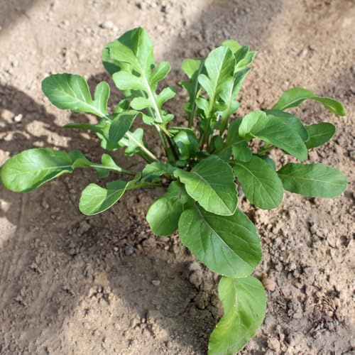 semi di rucola resistente - giardino roccioso di biologici 1200pcs