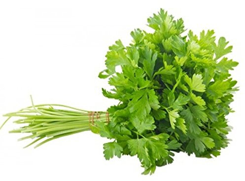 PREMIER SEEDS DIRECT - ORGANIC HERB PARSLEY PLAIN LEAVED (FRENCH) 2500 SEEDS