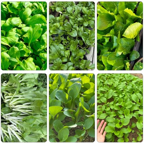Pak Choi - variedades antiguas hojas de mostaza china - de balcón cobertura del suelo Camas elevadas el jardín decoraciones jardín exteriores 400Semillas