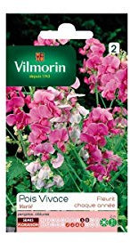Vilmorin - Sachet graines Pois vivace varié