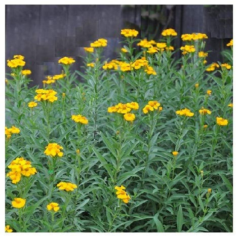Mexican Taragon/Sweet Mace/Tagetes lucida/Tea and Culinary Herb/Garden Plant/Half Hardy Annual/Seeds