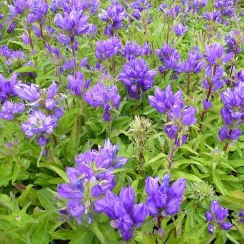 6x Campanula glomerata 'Superba' – Vaso 9x9 cm – fioritura viola intenso giardino