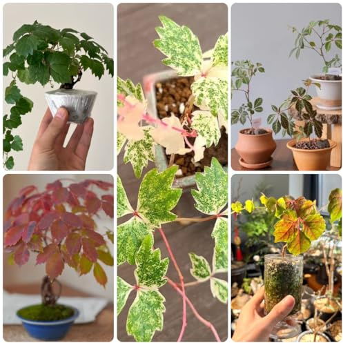 Parra virgen, enredadera de culantrillo - colgantes decorar vallas, enredaderas Parthenocissus Quinquefolia de otoño, resistentes, con Decoración sala estar 350semillas