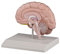 Anatomie Modell Gehirnhälfte Gehirn-Modell, rechts, lebensgroß, Lehrkarte