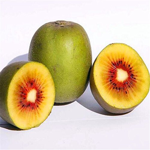 seedsown Semillas de adelfa (Nerium Oleander Bush) 200 + Semillas