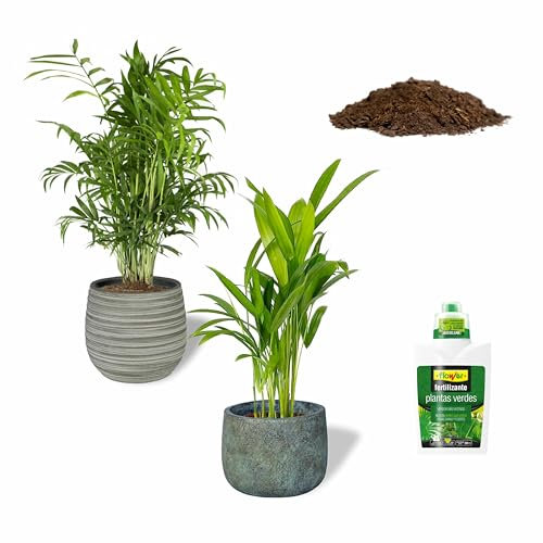 SMPLY. Pack de 2 Palmeras Naturales de Interior + Sustrato + Fertilizante: Areca + Chamaedorea Ø 13 cm - Alto 30-40 cm + Incluye Saco 10L Sustrato Universal + Fertilizante 500 ml