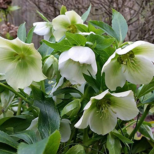 6 x Helleborus Orientalis 'White Lady' - Hybridjulros med Vita Blommor - Krukstorlek 9 cm x 9 cm