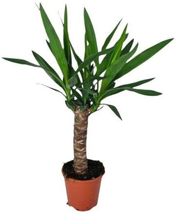 Palmlilie – Yucca – Zimmerpflanze – Ø14cm – ca. 60cm hoch – pflegeleichte Wüstenpflanze – dekorative Yucca Palme mit luftreinigenden Eigenschaften