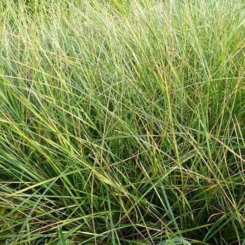 6x Festuca mairei – Vaso 9x9 cm – festuca ornamentale foglia verde giardino