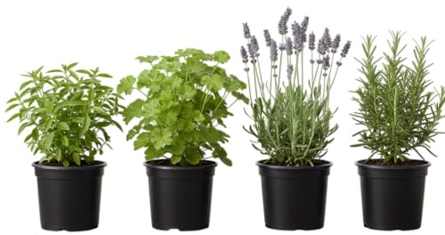 Pack Antimosquitos Aromático de 4 Plantas Vivas DECOALIVE – Geranio Citronela, Albahaca Estrecha, Romero y Lavanda
