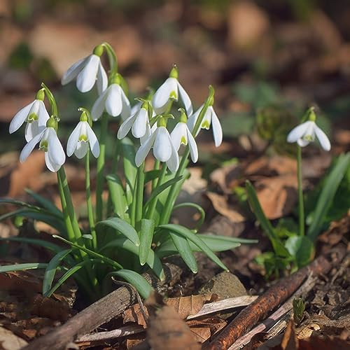 bucanevebulbi - autunnali, resistenti, Galanthus nivalis in vaso, decorazioni giardino per esterni bulbi a precoce interno 5bulbi