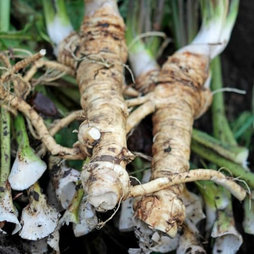 semi di rafano, tappezzante per giardino aromatico sul balcone Coltivare invernali esotiche per aiuole rialzate e balconi semi di sul balcone 150semi