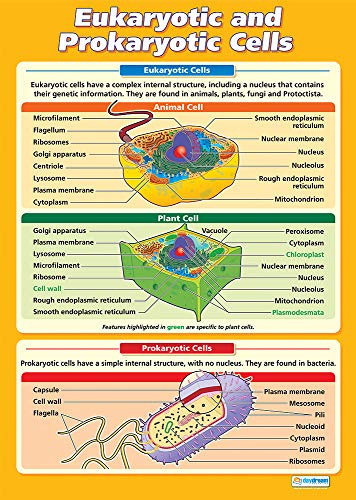 Daydream Education - Células eucariotas y procarióticas | Póster de ciencia | Papel laminado brillante de 850 mm x 594 mm (A1) | Gráficos de ciencia para el aula | Tabla de educación