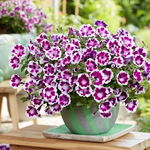 semillas de petunia balcón, petunia híbrida, raras, decoración de sala de estar, petunia colgante decorativas para balcón resistentes 40pcs
