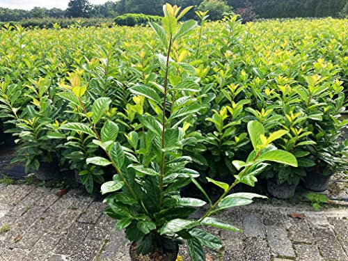 30 Kirschlorbeer Rotundifolia 80-120cm im Topf reine Pflanzenhöhe Prunus laurocerasus Lorbeer schnellwachsend Heckenpflanzen immergrün Premium Qualität vom Gärtner