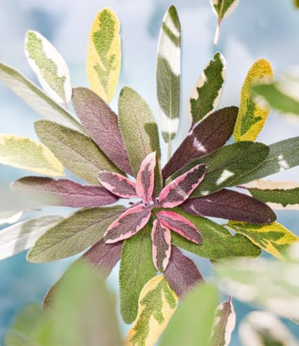 BALDUR Garten 1x Salbei 'Mandala® Tricolor', Pflanze im 10,5 cm-Topf, dekoratives, dreifarbiges Laub, aromatische Blätter, für Balkon, Terrasse & Garten, winterhart & pflegeleicht
