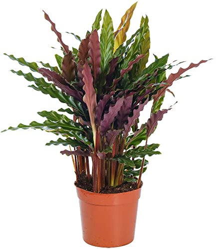 Calathea Elgergrass Large Indoor House Plant Real Tall Tropical Evergreen Plants (50-60cm (Incl. Pot))