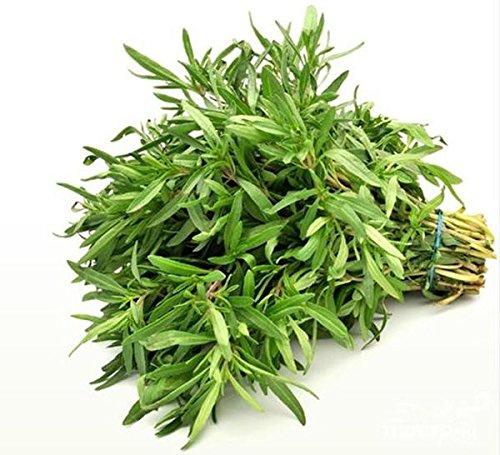 5G / 10 seeds of Santoreggia Oster : Seeds Only