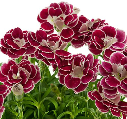 semi di garofano perenni resistenti - pascolo serra balcone esotiche giardino roccioso esterno 100pcs