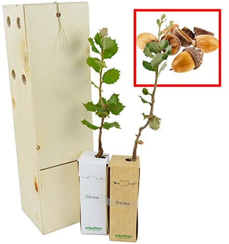 Chêne Vert | Arbres d’Ornement de Petite Taille | Arbre Forestier | Idée Cadeau | Jeune Pousse de 30 cm Reçue dans une Caisse en Bois Réutilisable | Pack 2 Unités