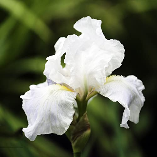Bulbos de iris perennes resistentes, exóticas camas elevadas para jardín decoracion 9pcs