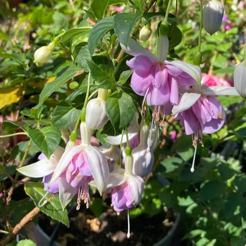 semillas de fucsia - jardín colgantes semillas rocas invernaderos balcón en silvestres raras 600pcs