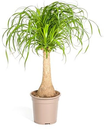 Beaucarnea Recurvata Tige - 60-80cm - Ø21cm - Plante d'intérieur - Vert persistant