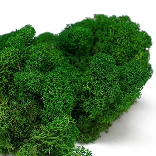 Eurofoto Islandmoos konserviert - Moos zum Basteln und zur Dekoration - Farbe: Nature Green - Karton mit 1 kg Inhalt