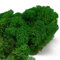 Eurofoto Islandmoos konserviert - Moos zum Basteln und zur Dekoration - Farbe: Nature Green - Karton mit 1 kg Inhalt