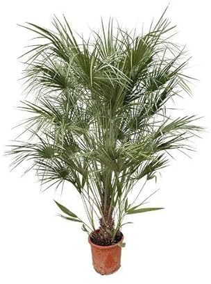 Grön dvärgpalm – Chamaerops Humilis 170 cm – Ø 30 cm – medelhavskrukväxt med fläktformade blad – robust palm för trädgård, terrass, vinterträdgård och balkong – lätt att rengöra