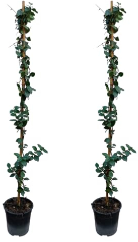 Plant in a Box - Trachelospermum jasminoides - Set de 2 - Étoile de Toscane - Jasmin XL - Grimpante rustique - Pot 17cm - Hauteur 110-120cm