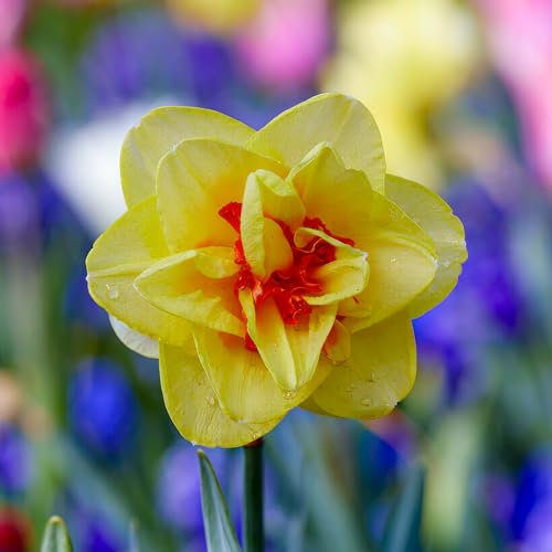 Bulbi di narcisi Tahiti (25 pièces), perenni e resistenti, profumata miscela di bulbi di narcisi dall'Olanda per giardino e vaso, (senza semi, non artificiali)