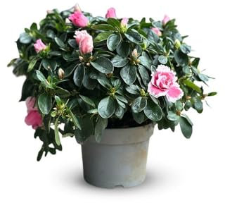 Attitude Jardin - Azalée indica - plante d'intérieur - 40-50 cm - ⌀ 18 cm - fleur rose