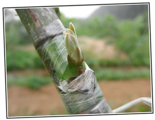 GARIOUANS Nastro Autoadesivo per Innesti in Film Pe Verde Estensibile per Noci e Talee, Riduce i Costi di Lavoro per Innesti e Propagazioni in Giardino