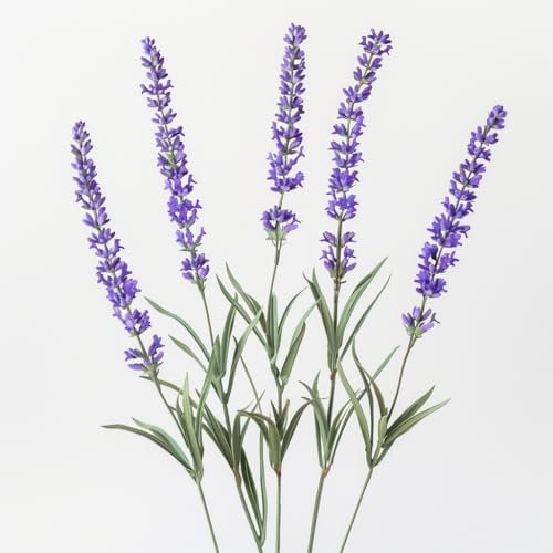 100 Graines de Lavande Vraie - SemiSauvage Permaculture