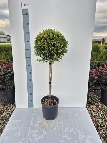 Cipresso Cupressocyparis Leylandii Castlewellan Gold Ad Alberello (H 100 cm) - Vivai Giulian Giovani Piante