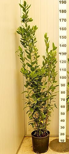 POWERS TO FLOWERS - LAURO, LAUROCERASO SET 6 PIANTE, PIANTA PER SIEPE, VASO 24CM DIAMETRO, ALTEZZA MINIMA 140CM, piante vere