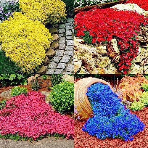 300 Pz Giardino Copertura del Terreno Tappeto Fiore Perenne Pianta Decor Rock Cress Semi Fiore Albero da Frutto Semi di Ortaggi Blu Semi di crescione