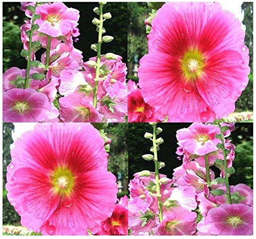 50 graines - ROSE trémière Graines de fleurs - Alcea rosea