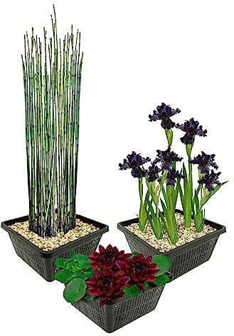 vdvelde.com - Wasserpflanzen Dunkel Set Winterhart - 9 Teichpflanzen - Für Miniteiche und großer Gartenteiche - Seerose, Schwanenblume und Sumpfhyazinthe inklusive Teichkörbe