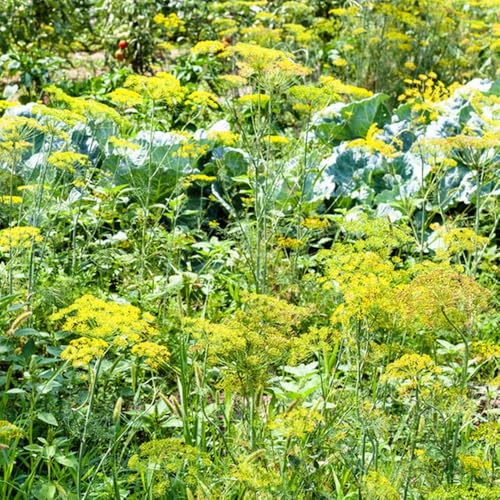 Semi di aneto biologici, Anethum graveolens - semi di resistenti per il giardino rare 500pcs