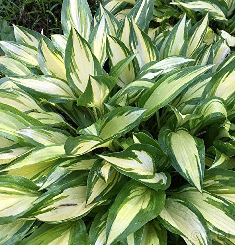 Funkie Cherry Berry - Hosta Hybrid - Gartenpflanze