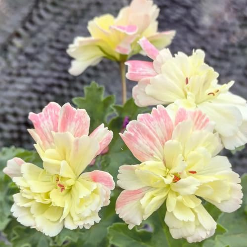 semillas de geranio - decoracion oficina abejas 30pcs